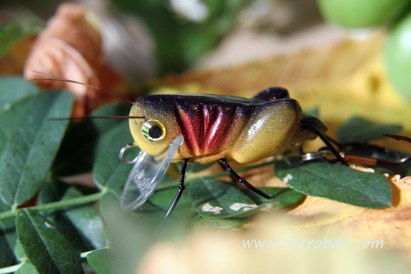 Grasshopper_Redeye_SN01005_b.jpg