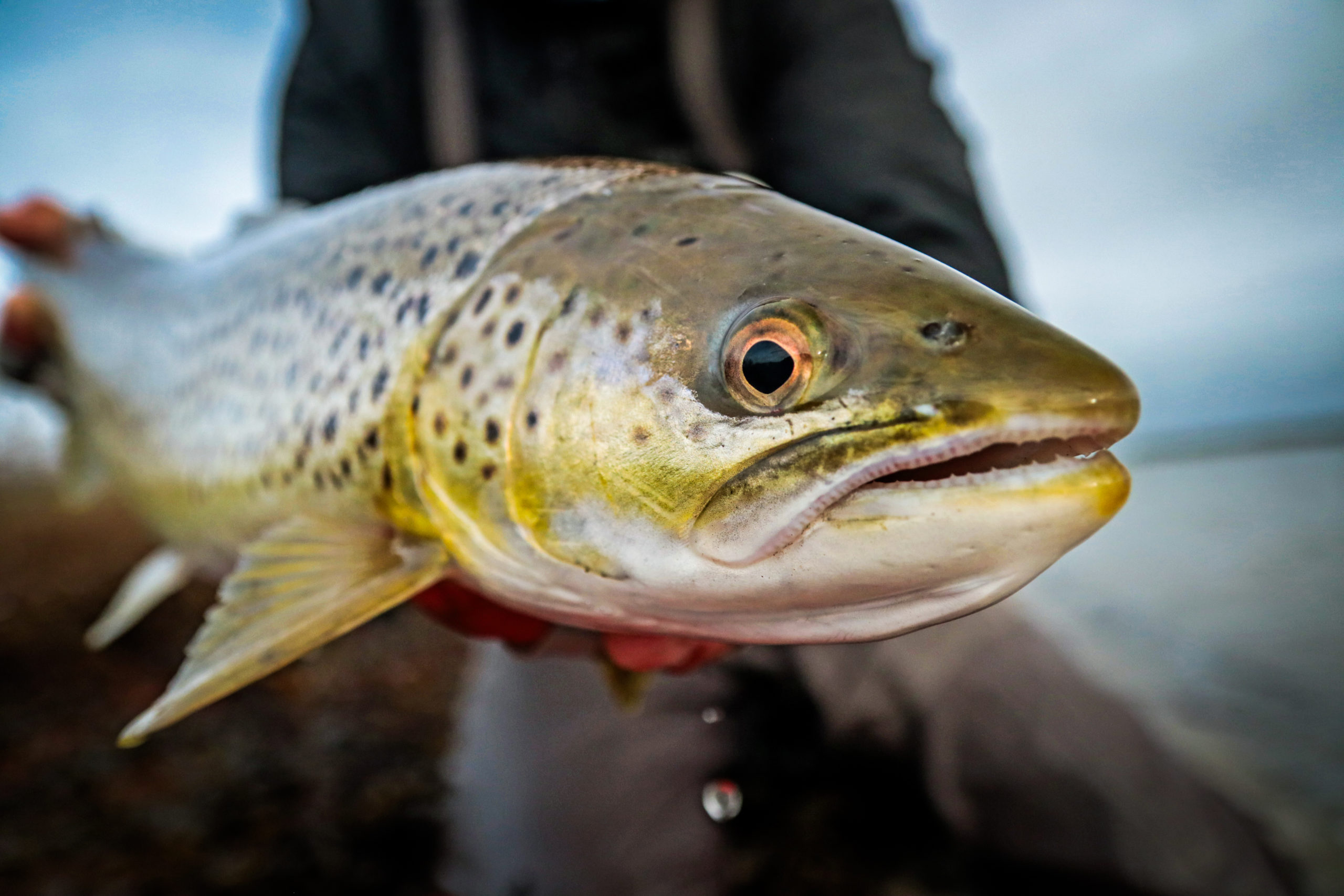 de.seatrout.dk