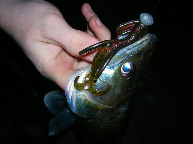 DSCN4990.jpg