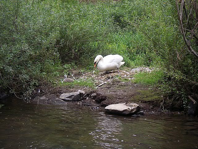 IMGP1144.jpg