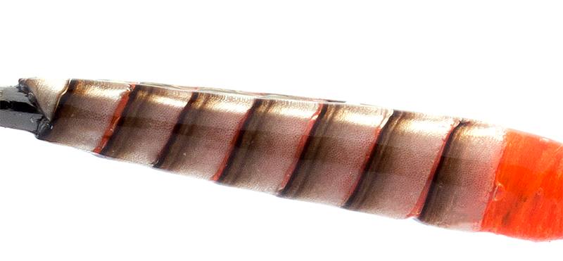www.flytying.ro