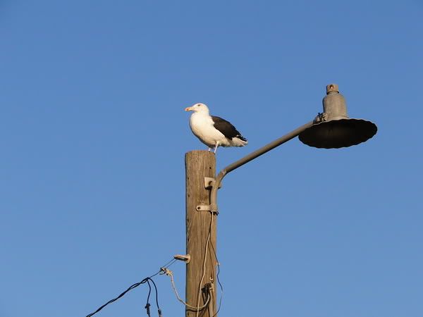 DSC00790.jpg