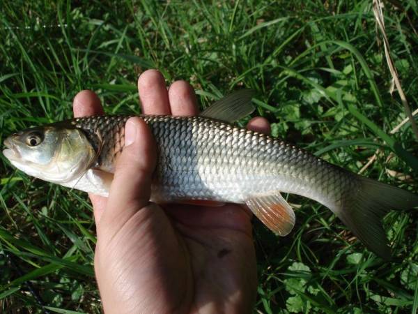 252_klen_25cm_1.jpg