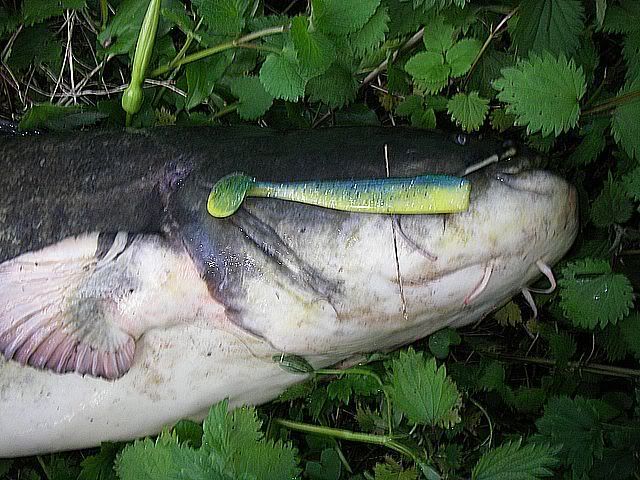 IMGP0312.jpg