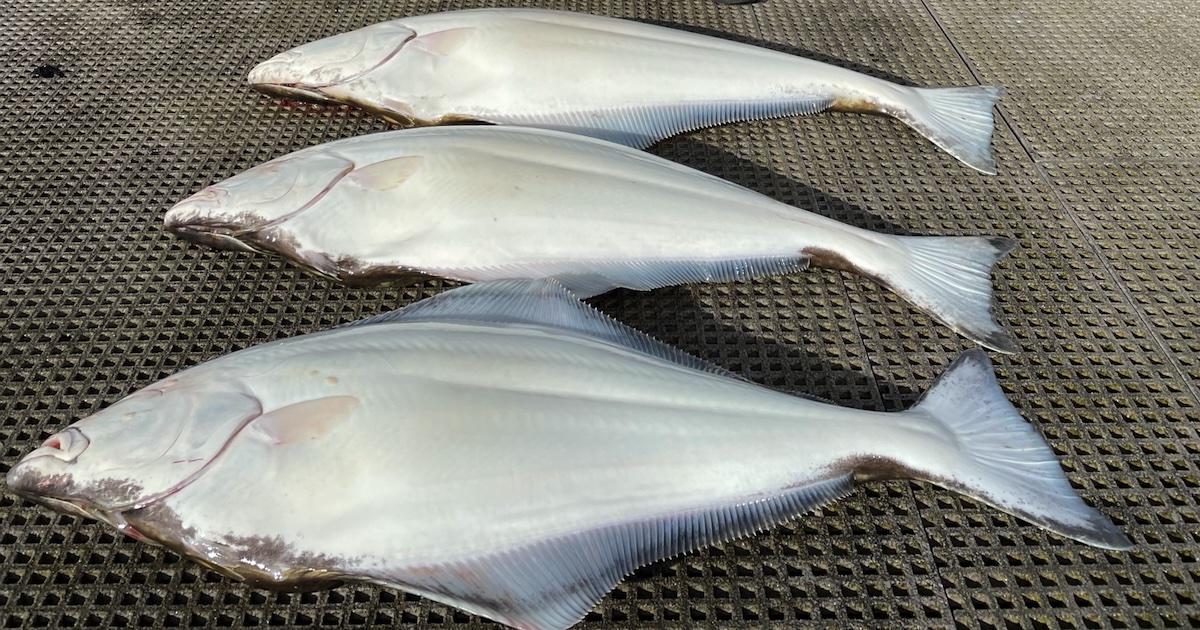 islandfishermanmagazine.com