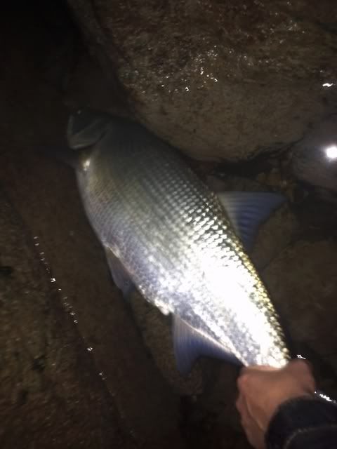 82cm.jpg