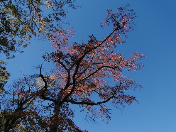 DSC00930.jpg