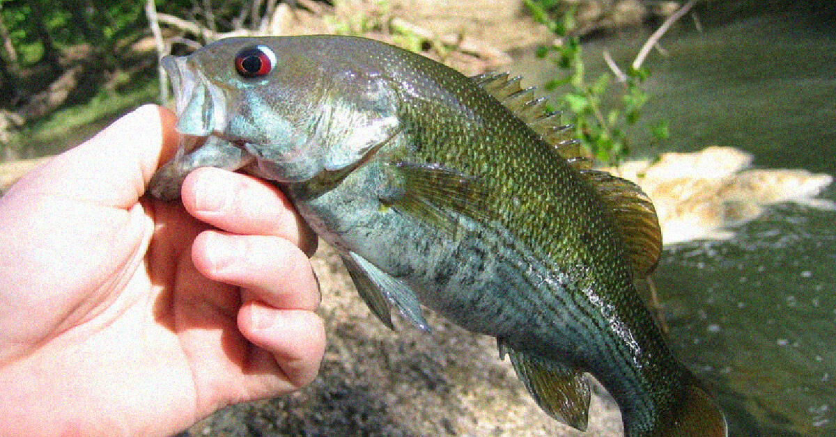 yourbassguy.com