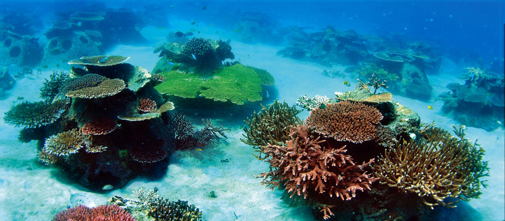 reefballfoundation.org