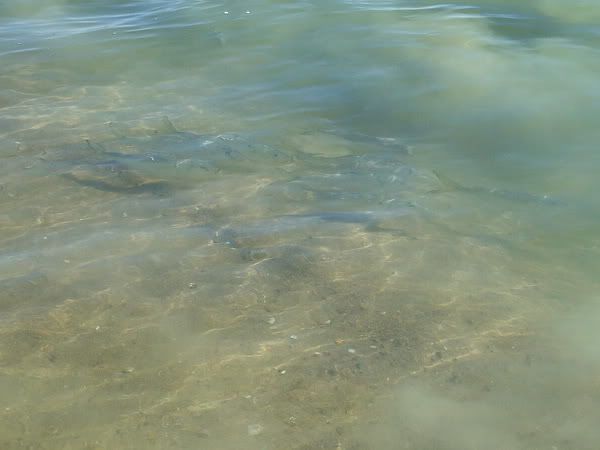DSC00825.jpg