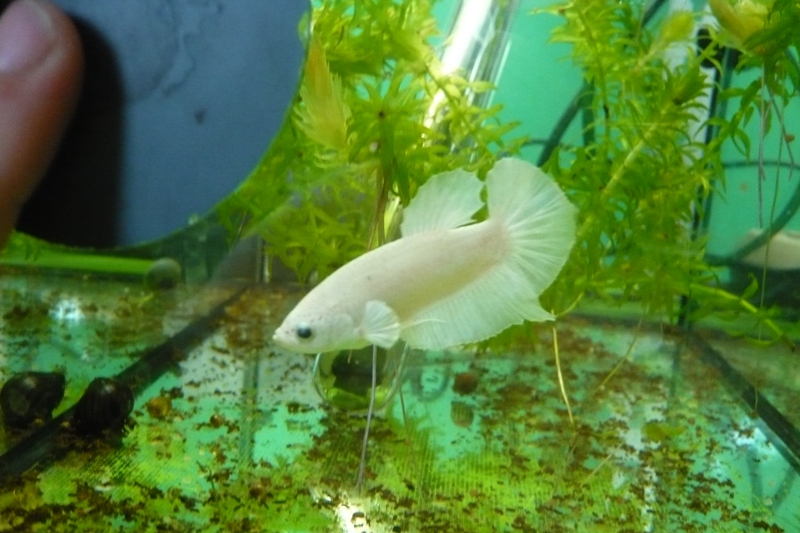 2tabxqi3.jpg