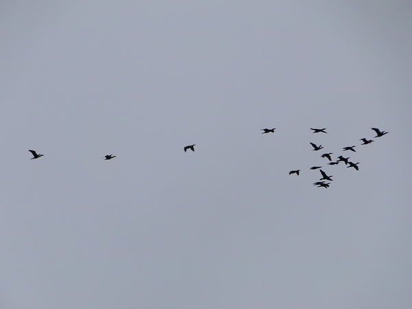 DSC00704.jpg