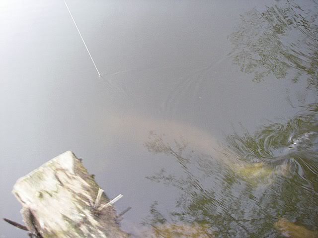 IMGP0305.jpg