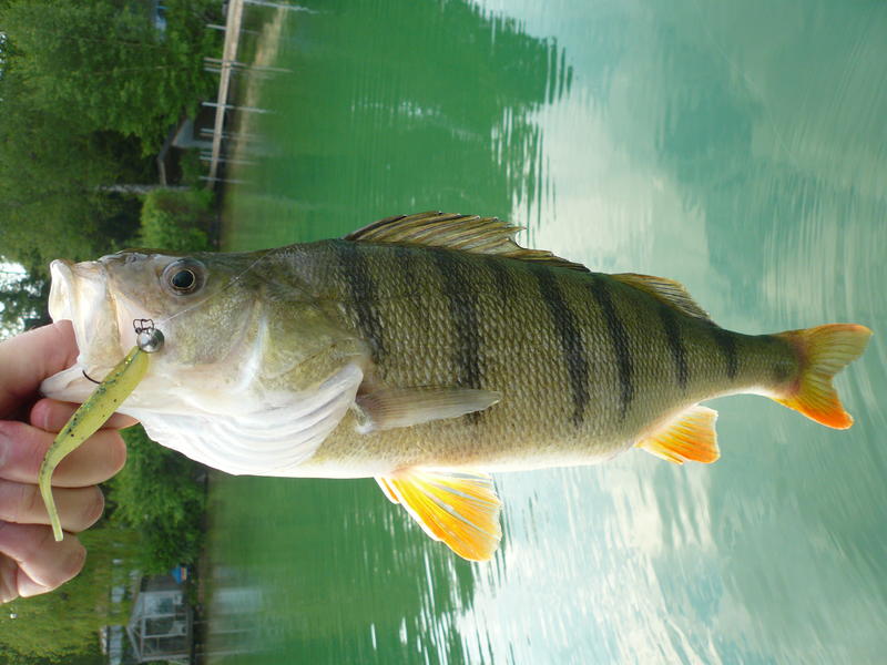 25684443gh.jpg
