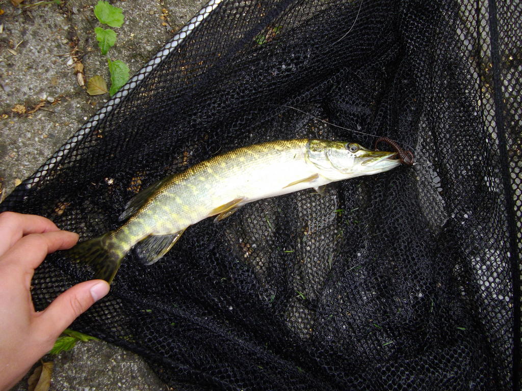 30302315ej.jpg