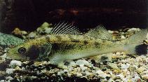 www.fishbase.de