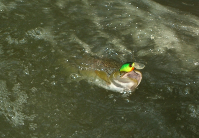 cimg0580.jpg