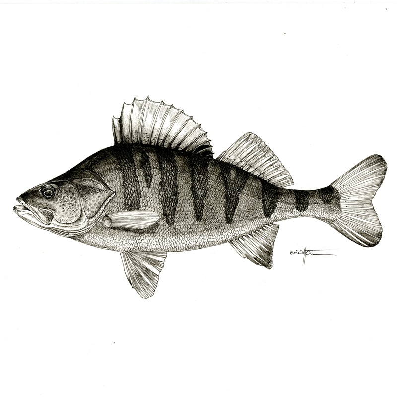dicht-am-fisch.de