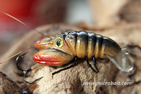 River_Crayfish_gold_SN00701_a.jpg