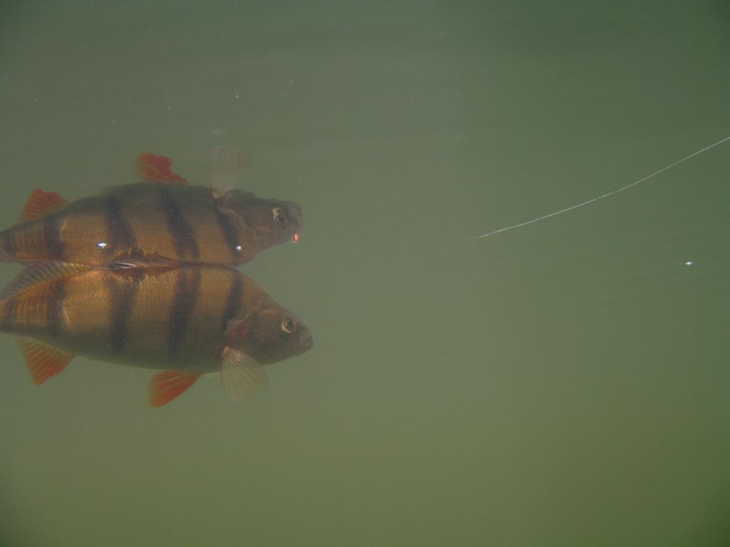 Fischen%2007%20239.JPG