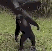 1335289174468.gif
