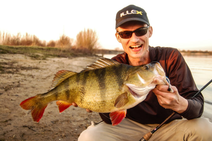 Kickback-Rig: Drop Shot Seitenarm-Montage mit Kickback-Effekt | Barsch ...