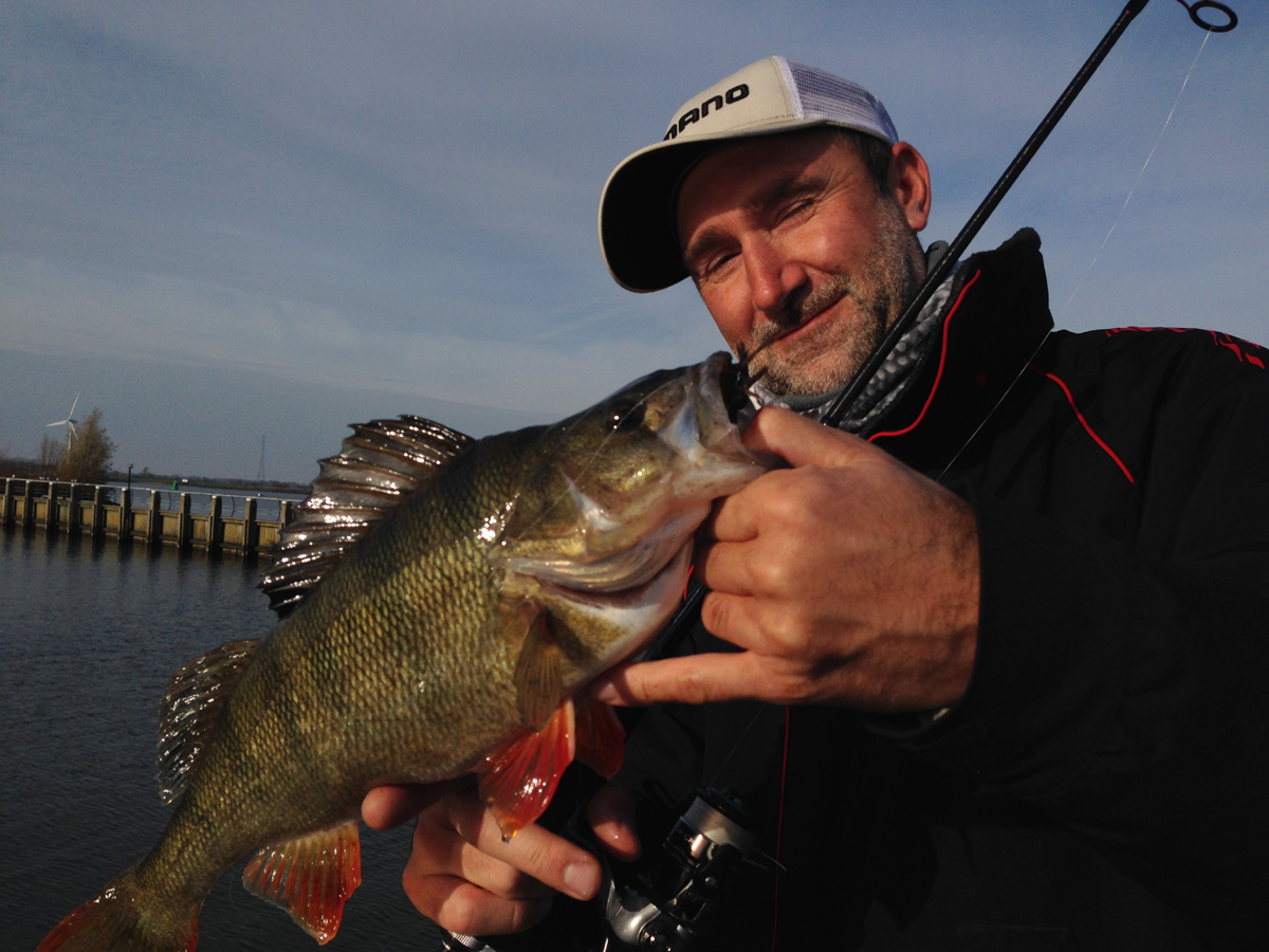 Ein schöner Hafenbarsch, der einen Rubber-Jig mit einem Rockvibe Shad super fand. Rute war eine Poison Adrena mit einem WG von 2 bis 7 Gramm.