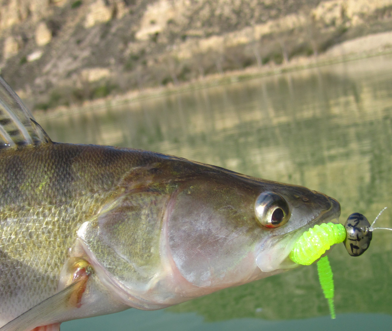 Der Lunker City Bubbling Shaker am Shaky Head, hier mit einem gefangenen Zander