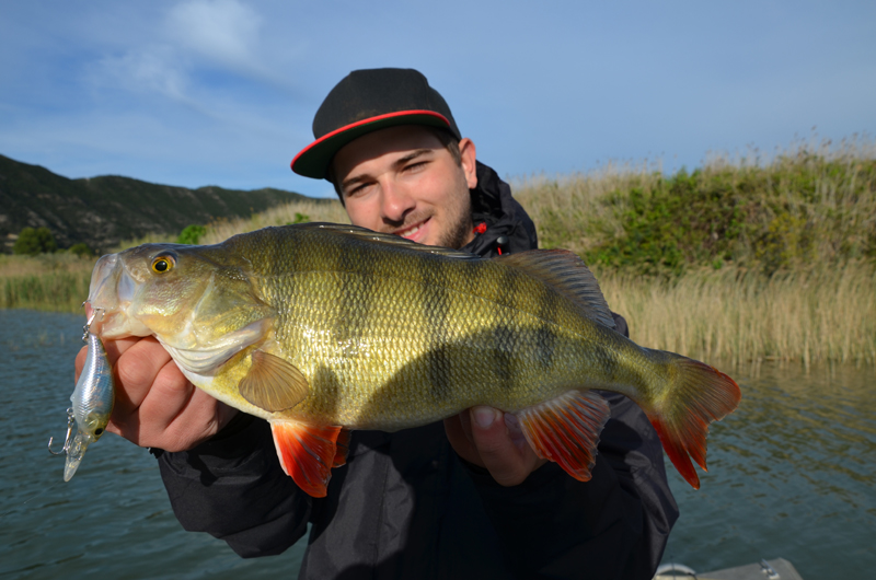 Noch ein schöner Basch auf Crankbait-Rute