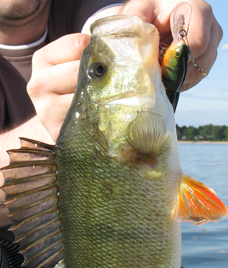 Der Jointed gehört für mich in jede Crankbait-Kiste. 