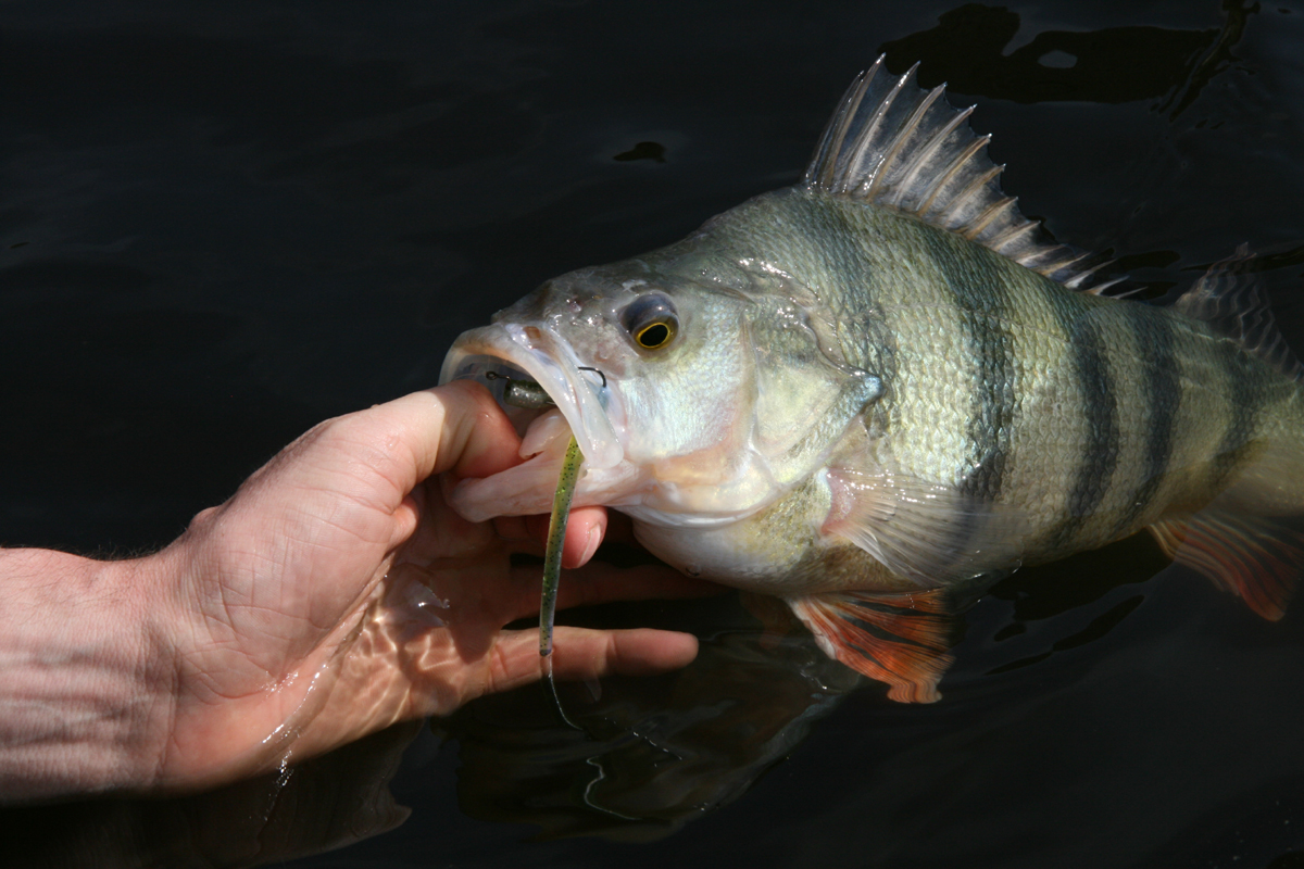 Großer Barsch am Carolina Rig