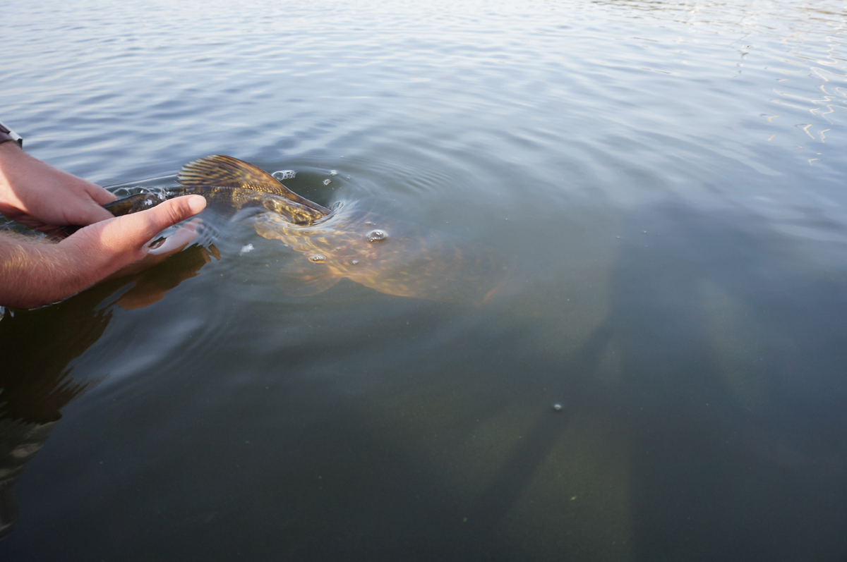 Nach kurzem Vermessen auf der geeichten Messlatte darf der Esox wieder in sein angestammtes Element zurück.