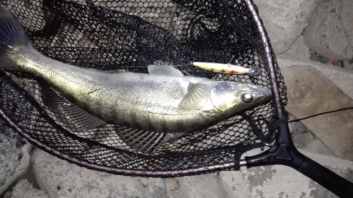 Alle Zander hatten zwischen 45 und 60 cm und bissen auf ein und denselben Flachläufer im Peacock Bass Style. Für das Foto musste nur einer herhalten, alle anderen hakte ich im Wasser ab.