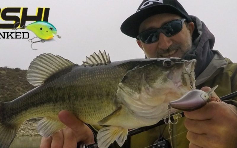 Arashi: AnSTORM auf die Crankbait-Champions League
