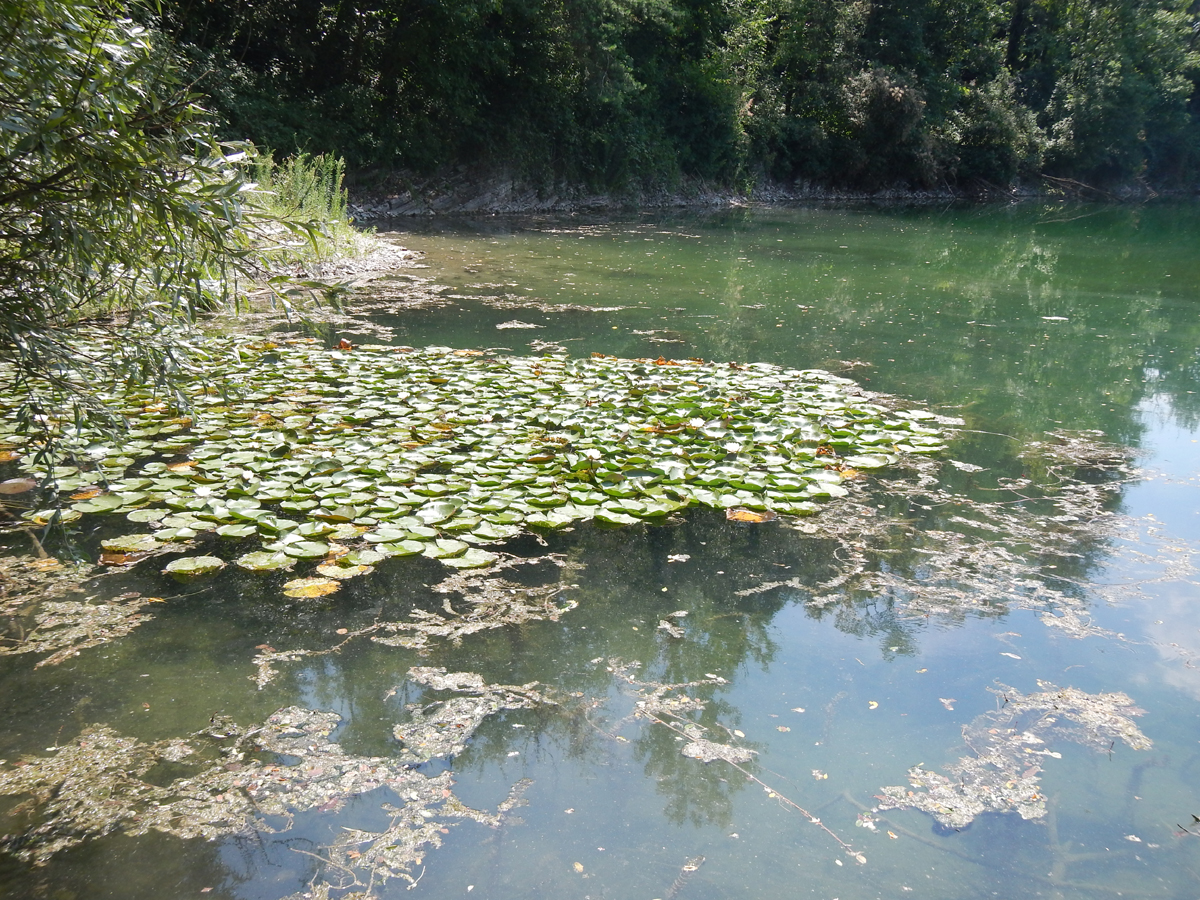 Allein der kleine Ausschnitt des Ufers im hinteren Teil des Bildes, brachte uns ca. 10 Bisse und Ruben 3 Fische.