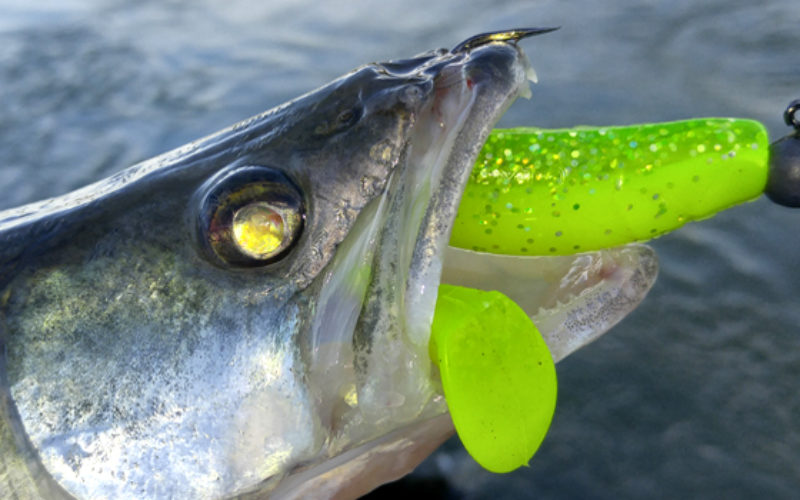 Die Besten für Zander – zwei Top-Jigs im Vergleich