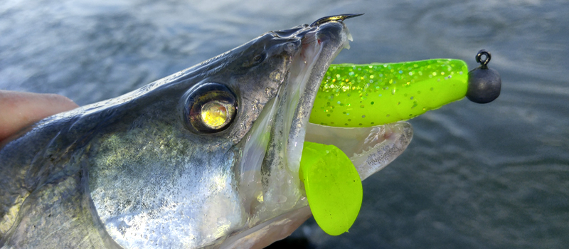 Die Besten fr Zander  zwei Top-Jigs im Vergleich | Barsch-Alarm |  Barsch-Alarm - das grte Angelforum fr Spinnangler