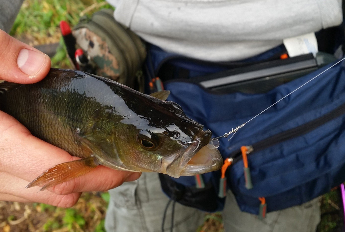 Neko-Rig Barsch auf Wurm.