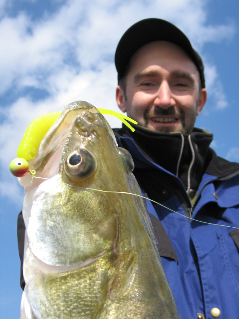 Zander mit Trommelsucht