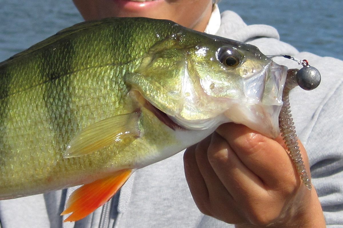 swingimpactjig BarschAlarm BarschAlarm Das größte Angelforum