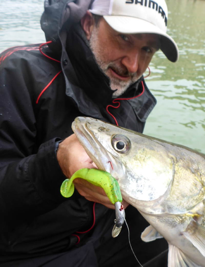 Dicker Zander, gefangen auf Spin-Jig