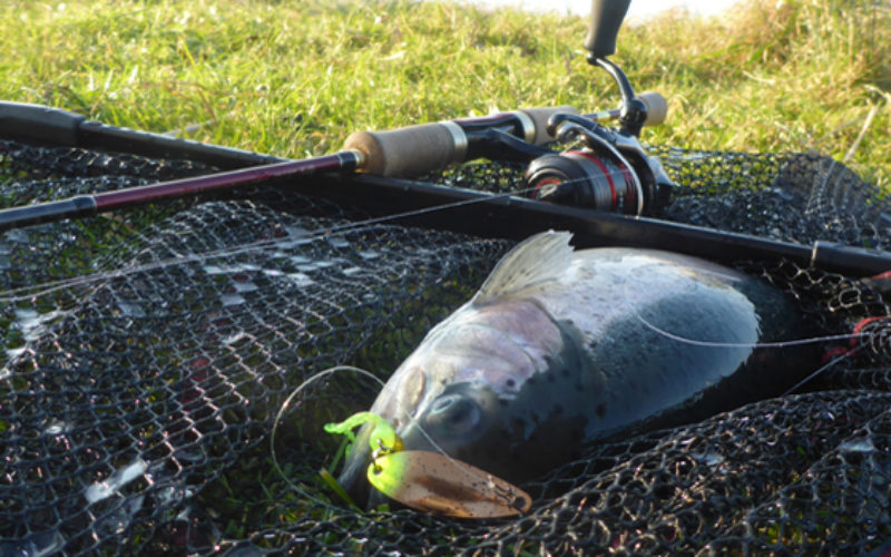Trout Area: Ultralight Blinkern auf Forellen