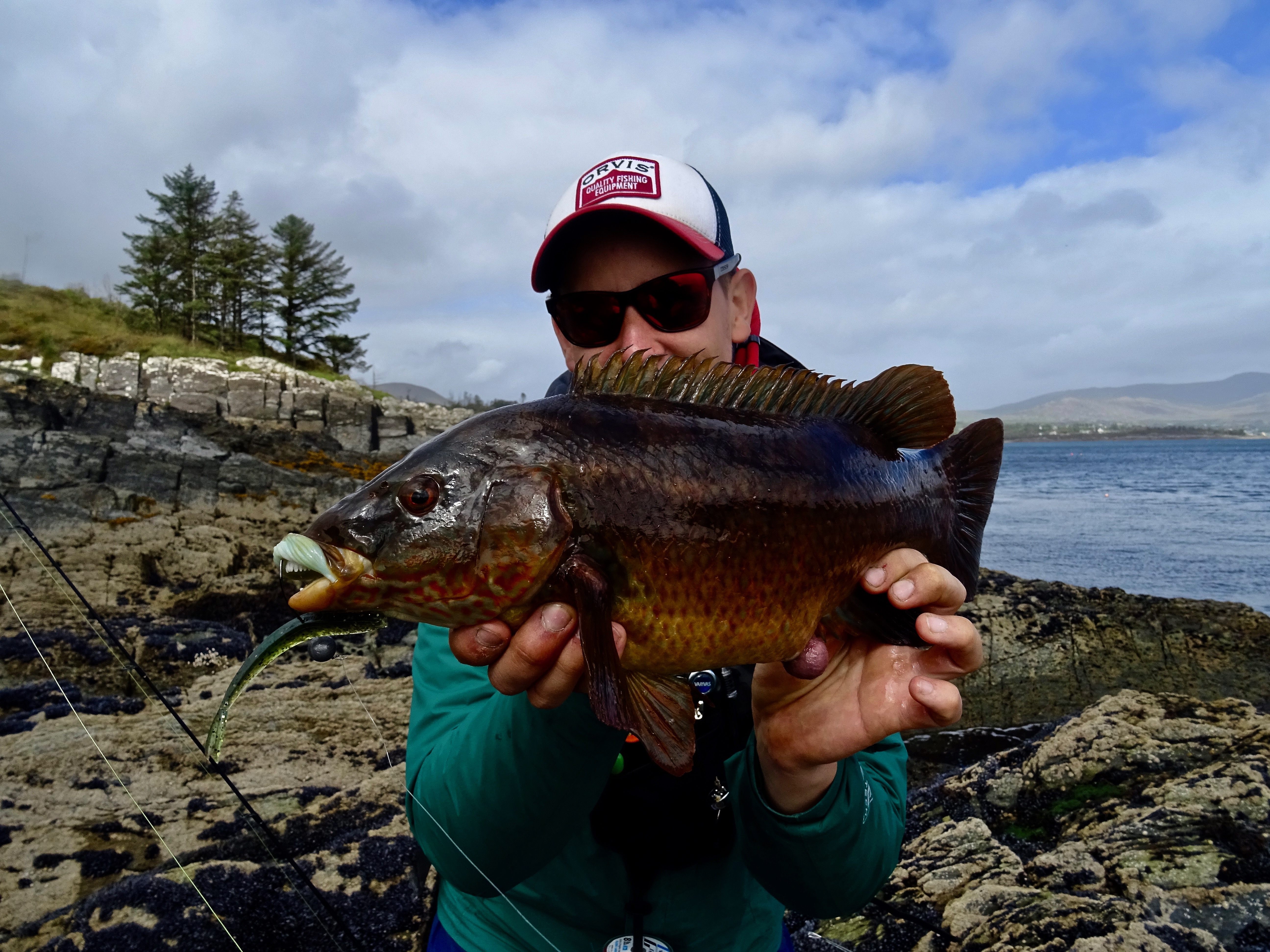 Lippfisch? Wrasse!