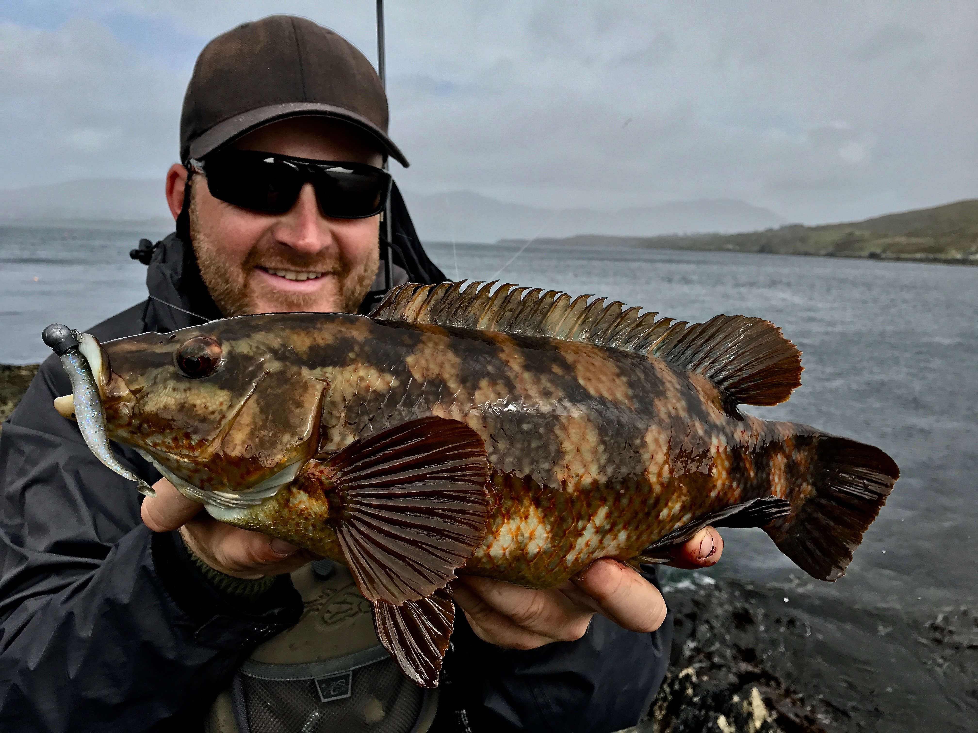 Wolfsbarsch Wrasse