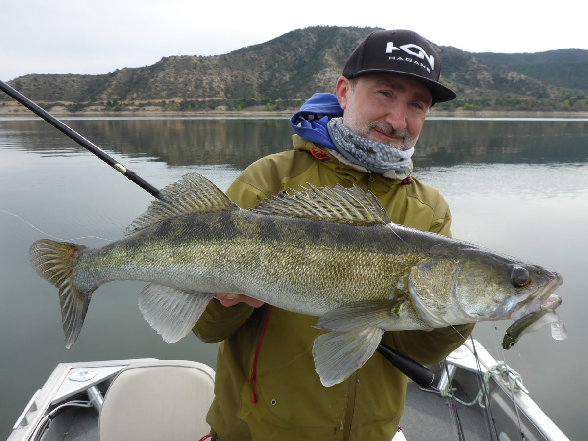 Black Minnow Zander aus Spanien