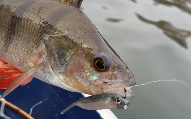 Spine-Rig: Finesse-Rig mit der Extraportion FLASH!