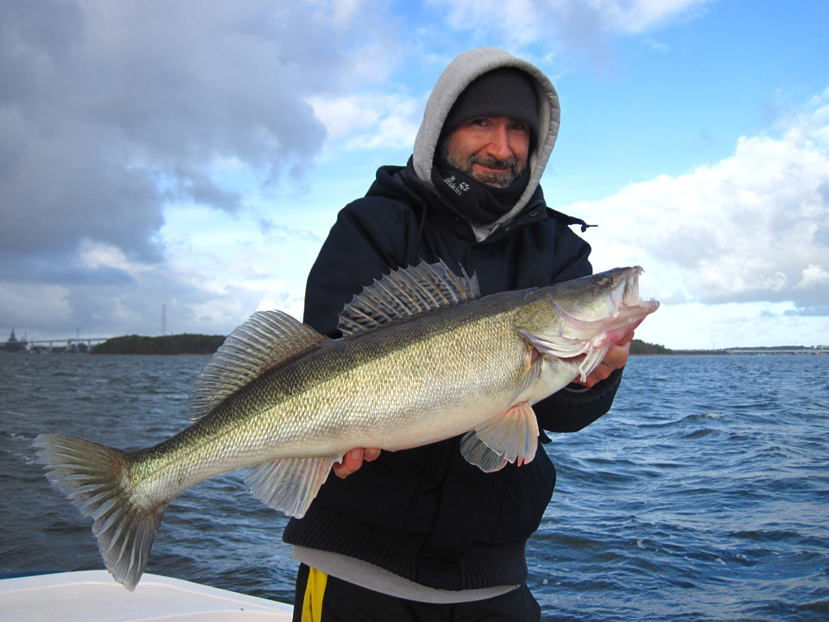 Zander im Winter: Strelasund