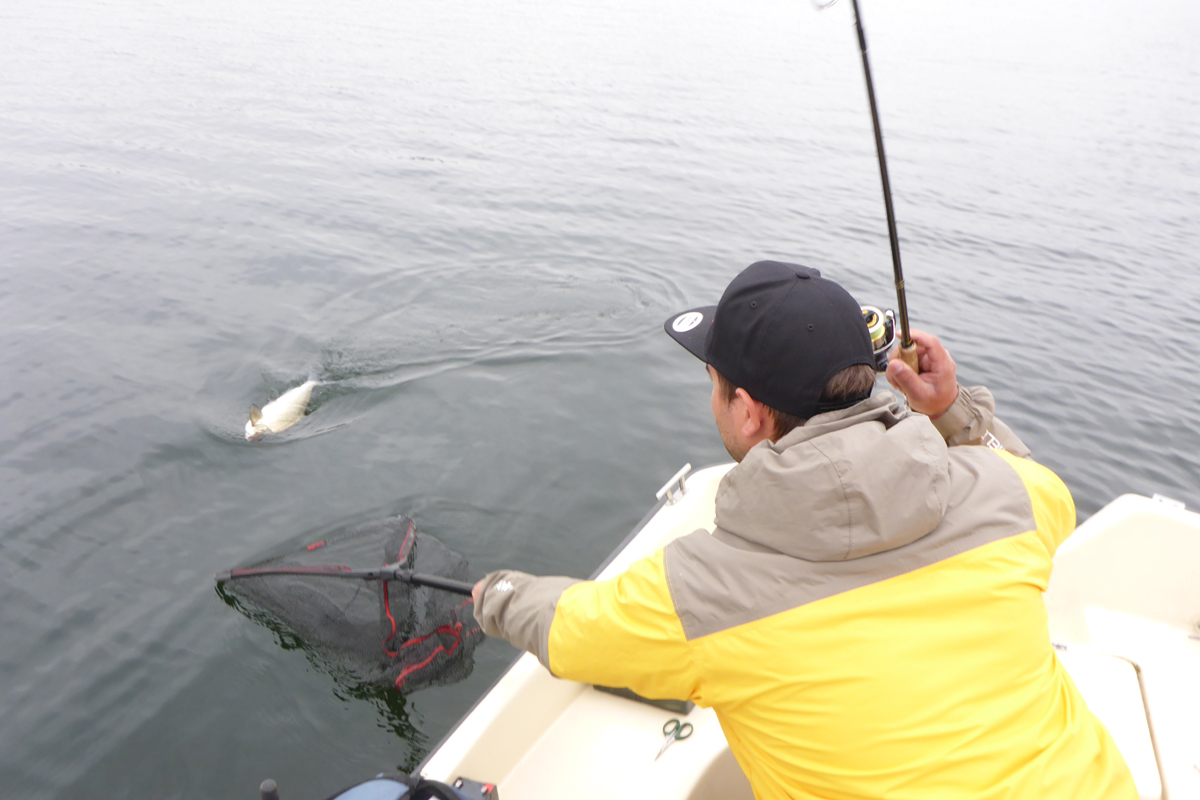 Pelagisch Dropshotten auf Maräne - Wobble Shad