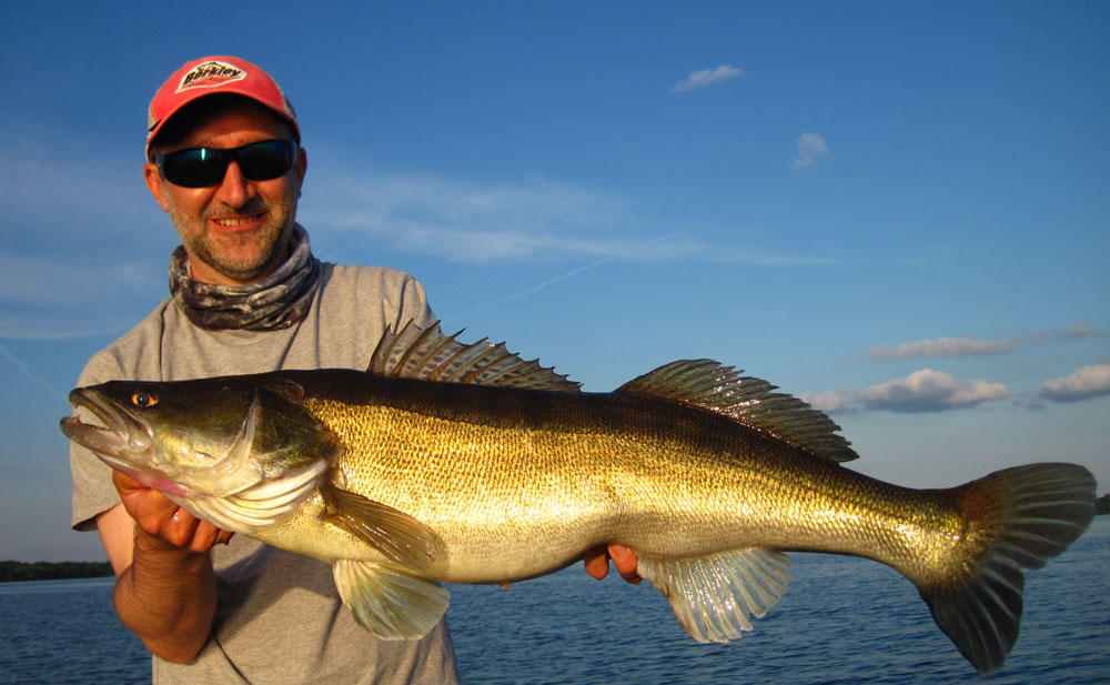 Großer Zander auf Gambler.