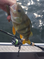 Yasei LTD Perch mit Vanquish